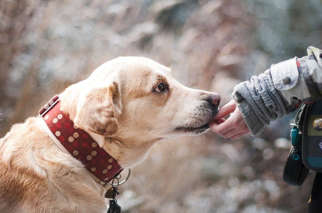 Brain Training For Dogs PL1