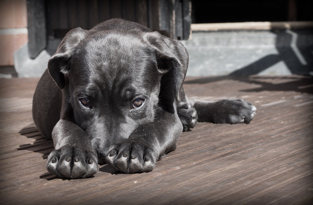 Brain Training For Dogs PL1